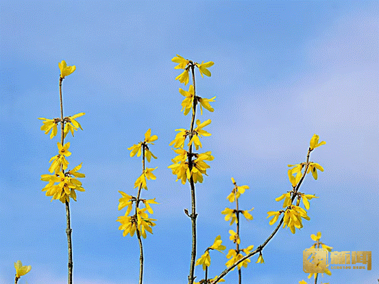 image004.gif image004.gif